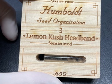 Sell: Humboldt Seed Organization Lemon Kush Headband