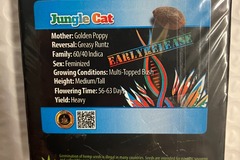 Vente: Jungle Cat from Exotic Genetix