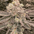 Vente: Cap Junky Rooted Clone HLVD tested