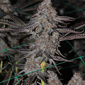 Vente: Chile Verde Rooted Clone