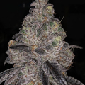 Vente: Kush Mints Rooted Clone