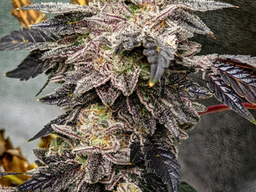 Vente: Pre 98 Bubba Kush Rooted Clone HLVD tested
