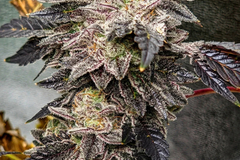 Venta: Pre 98 Bubba Kush Rooted Clone HLVD tested