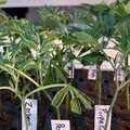 Vente: Permanent Marker Rooted Clone HLVD tested