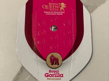 Vente: Royal Queen Seeds Royal Gorilla
