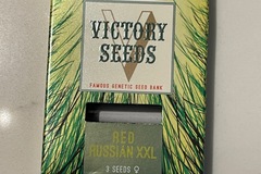 Venta: Victory Seeds Red Russian XXL