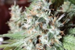 Vente: Florida OG - Crippy  cut - HLVD Tested