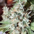 Vente: Florida OG - Crippy  cut - HLVD Tested