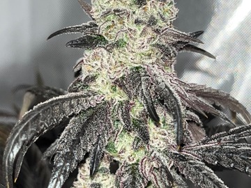 Sell: Wedding cake x gold cash gold 20 female seeds