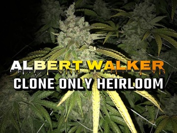 Sell: Albert Walker(blackfriday deal)