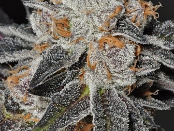 Vente: Thin Mint GSC Rooted Clone HLVD tested
