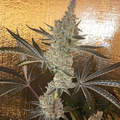 Vente: Tropicanna Cookies Rooted Clone HLVD tested