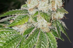 Vente: Triangle Kush Rooted Clone
