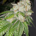 Vente: Triangle Kush Rooted Clone HLVD tested