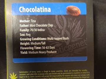 Vente: Chocolatina Exotic genetix