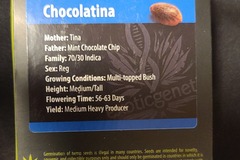 Sell: Chocolatina Exotic genetix