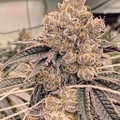 Vente: Cherry Pop Tart Rooted Clone HLVD tested