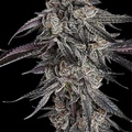 Vente: Grape Gas Rooted Clone HLVD tested