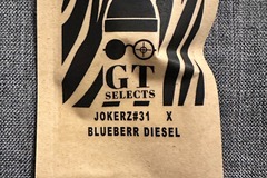 Vente: JOKERZ #31 x Blueberry Diesel