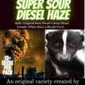 Vente: Super Sour Diesel Haze