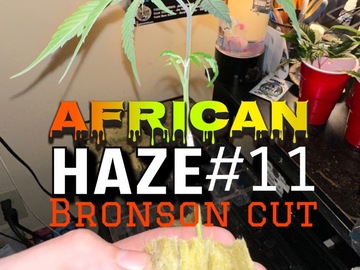 Sell: African haze 11