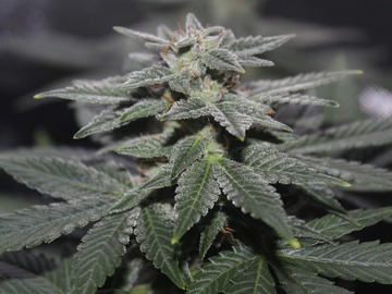 Sell: Strawberry Blubarb – Feminized Auto-Flowering Seeds 10-Pack
