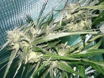 Sell: Sour Cuban Chem Queso Breeders clone