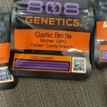 Vente: 808 genetics Garlic Brittle