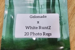 Vente: Gelonade x White RuntZ - 20 Photo Regs