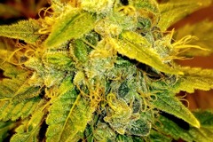 Vente: Pie Faced - Feminized - Buy any 2 packs get a 3rd for free