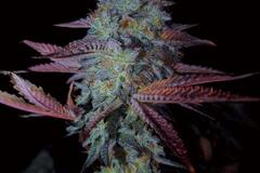 Vente: Apple Fritter x Dino Meat BX2 - 20 Photo Regs