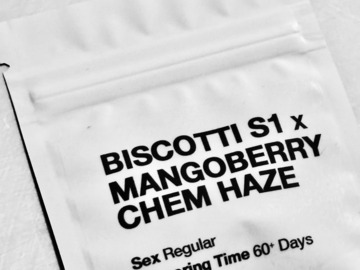 Venta: Biscotti x ChemBerry Mango Haze + Freebies! Very Limited
