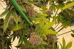 Vente: Tropicana Cherry #8  - Relentless breeder cut