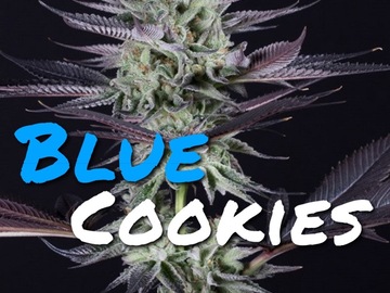 Sell: Blue Cookies(blackfriday deal)