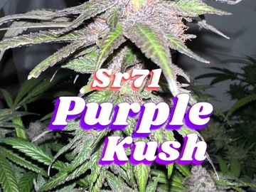 Sell: Purple kush (sr71 cut)