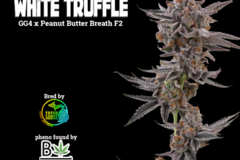 Sell: White Truffle