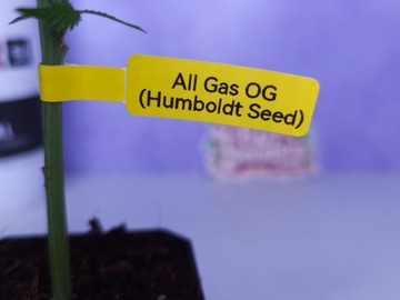 Sell: All Gas OG (Humboldt Seed Co | +1 Free Mystery Clone)
