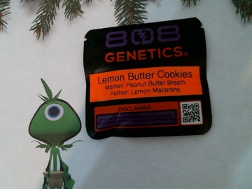 808 Genetics - Lemon Butter Cookies
