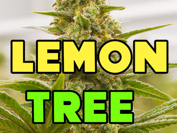 Sell: Lemon Tree