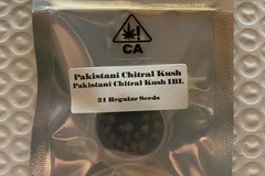 Sell: Pakistani Chitral Kush IBL from CSI Humboldt