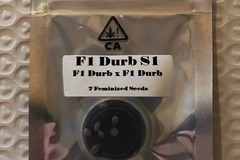 Venta: F1 Durb S1 from CSI Humboldt