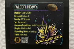 Venta: Falcon Heavy from Exotic Genetix