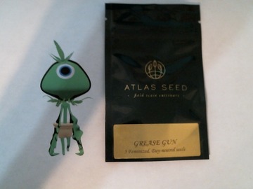 Sell: ATLAS Seeds - Grease Gun (Auto- Day Neutral) *XMAS Special