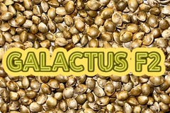 Venta: GALACTUS F2 ♂♀ 100 seeds