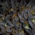 Sell: Sour Apple Butter  (Apple Fritter x PBB) by Achene Seeds