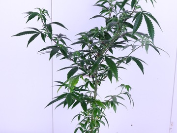 Sell: Buy 1 Strain, Get 2nd Free • Blueberry Muffin breeder cut
