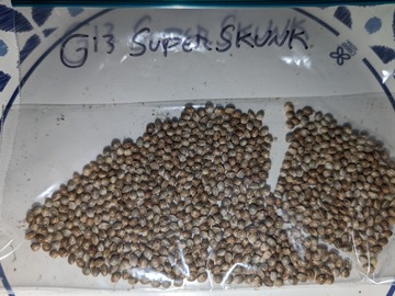 Sell: G13 Super Skunk F1 - G13 Skunk (Dominion) x G13 Skunk (Mr. Nice)