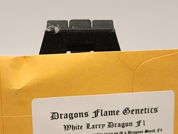 Vente: Dragons Flame Genetics [White Larry Dragon F1]
