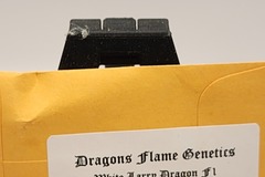 Sell: Dragons Flame Genetics [White Larry Dragon F1]