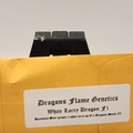 Sell: Dragons Flame Genetics [White Larry Dragon F1]